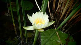 Image de Nymphaea ampla (Salisb.) DC.