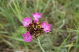 صورة Dianthus capitatus Balb. ex DC.