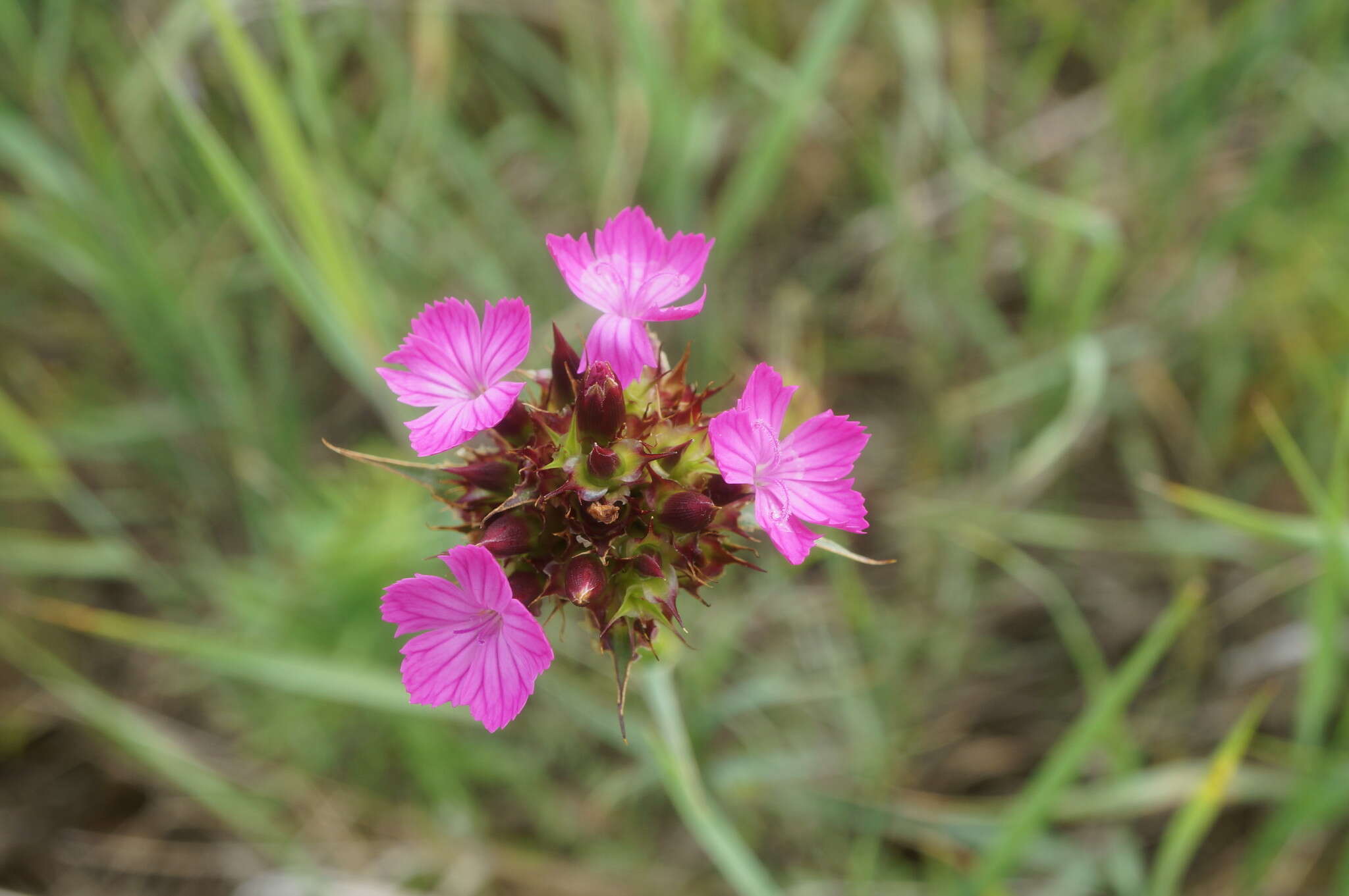 Image of Dianthus capitatus Balb. ex DC.