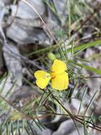 Слика од Gompholobium pinnatum Sm.