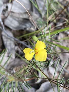 Слика од Gompholobium pinnatum Sm.