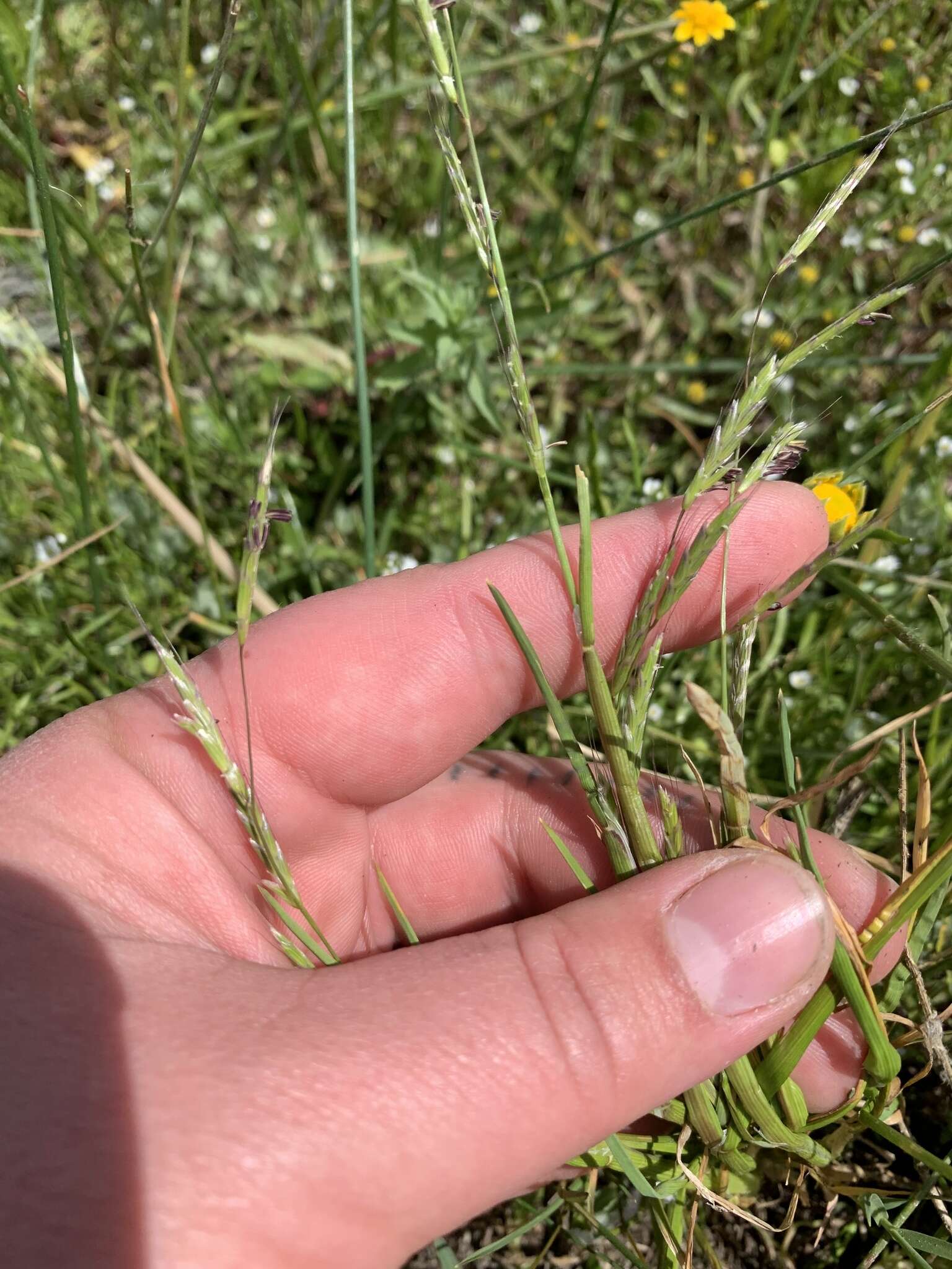 Image of annual semaphoregrass