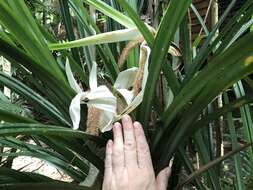 Image of Scrub breadfruit