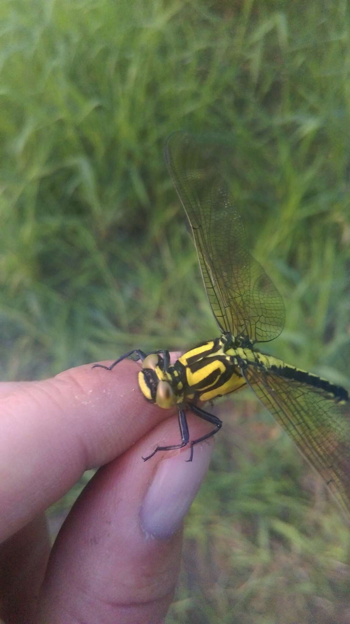 صورة <i>Shaogomphus postocularis epophthalmus</i> Selys 1872