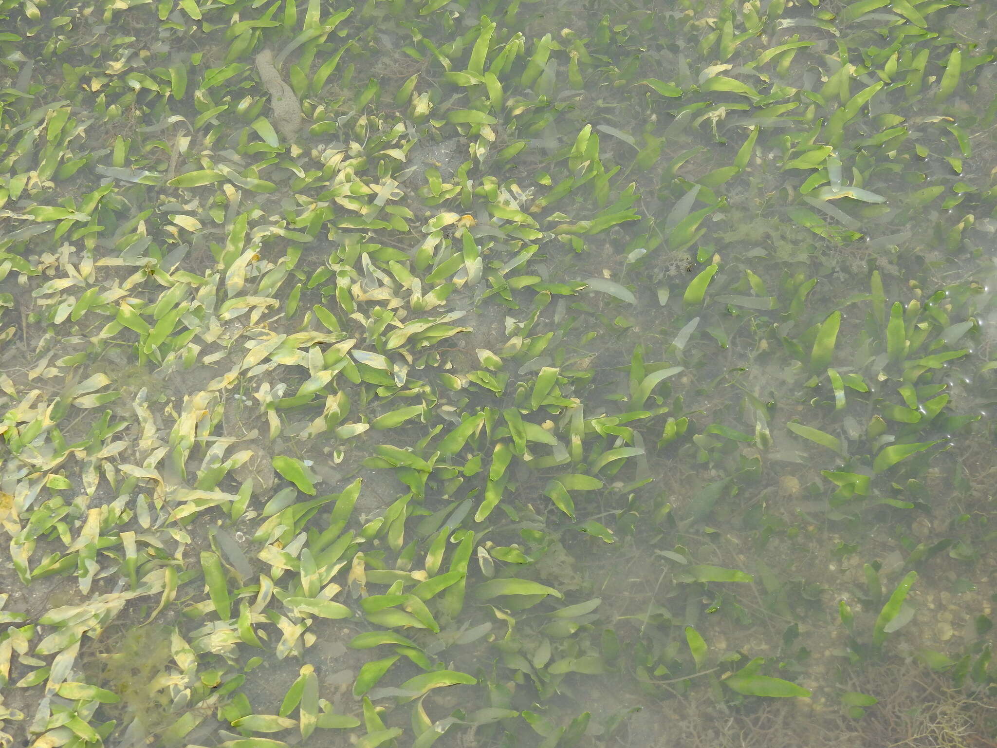 Image of Caulerpa prolifera