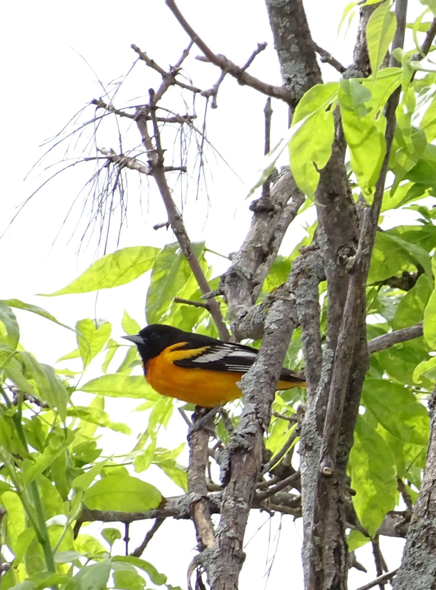 Image of Baltimore Oriole