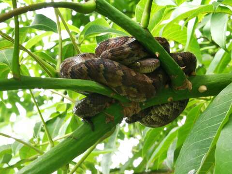 Image of Haitian Boa