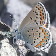 Image of <i>Plebejus fridayi</i>