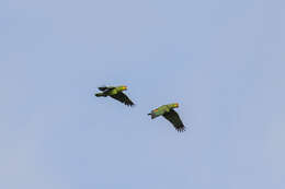 Image of Amazona autumnalis autumnalis (Linnaeus 1758)