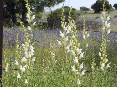 صورة Antirrhinum graniticum Rothm.