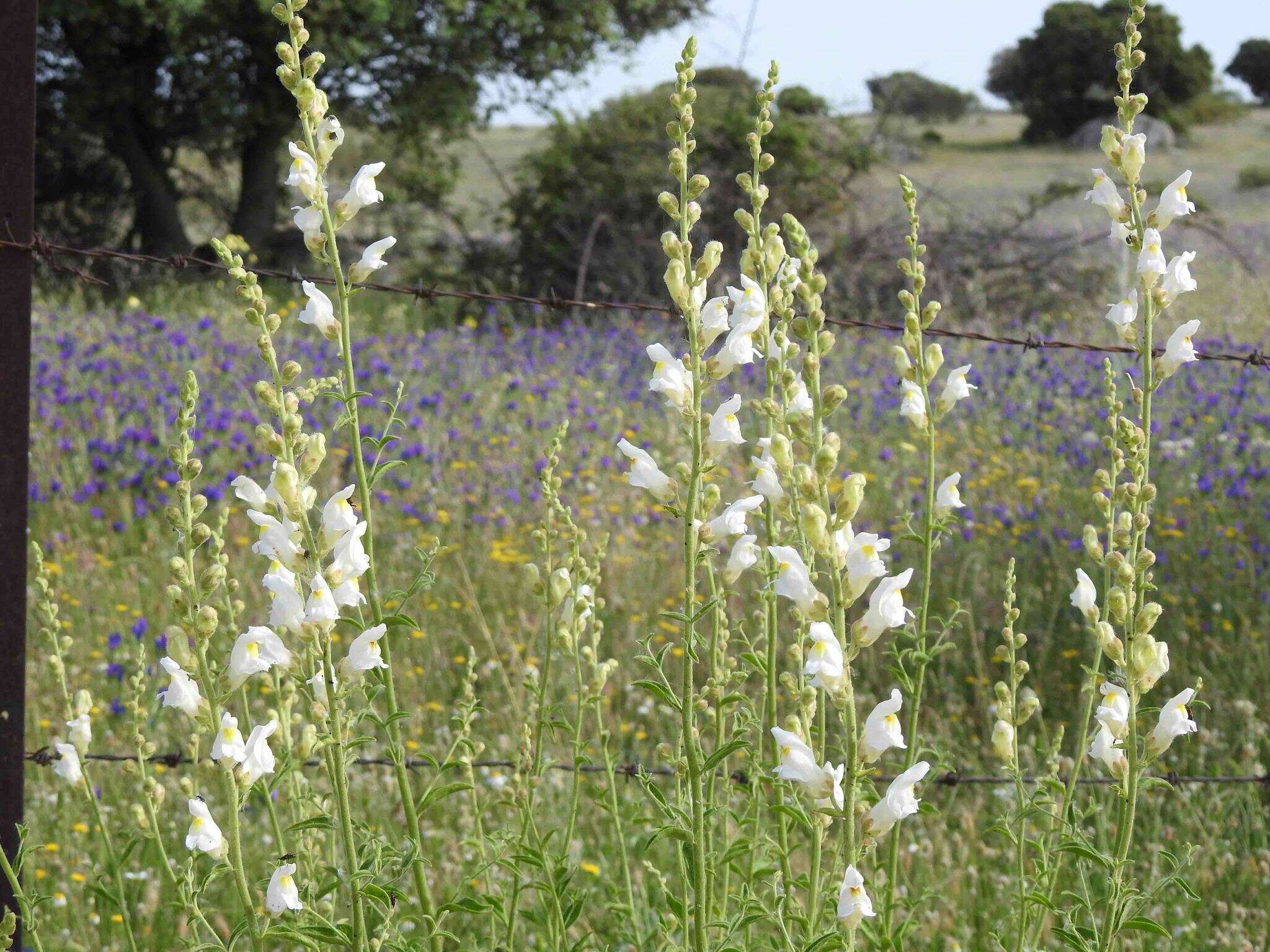 Image de Antirrhinum graniticum Rothm.