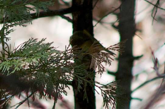 Image of Orange-crowned Warbler