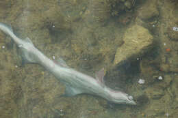 Image of Blackspotted Smoothhound