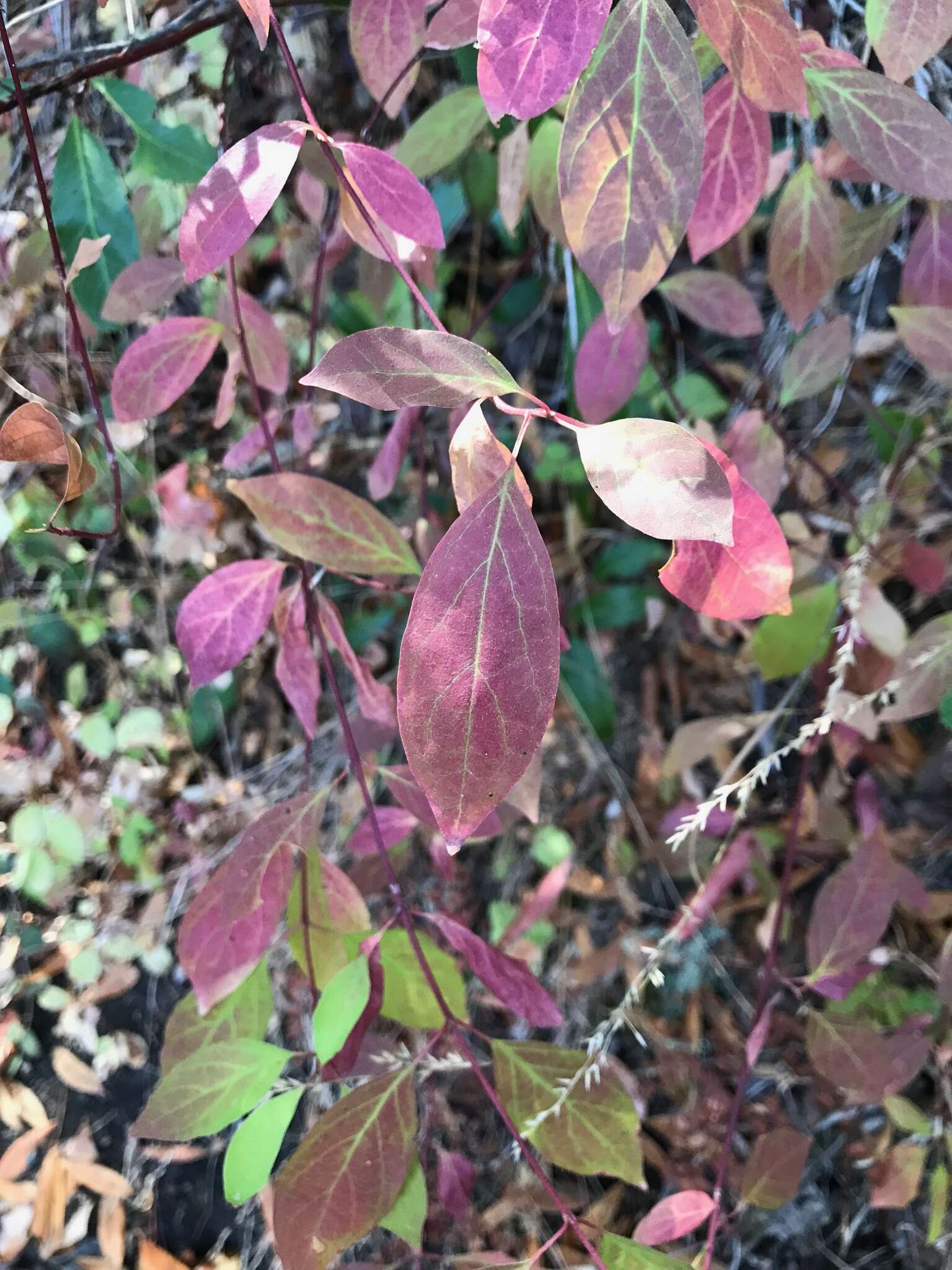 Image of brown dogwood