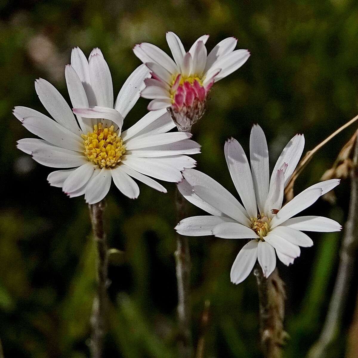 Image of Celmisia pugioniformis M. Gray & D. R. Given