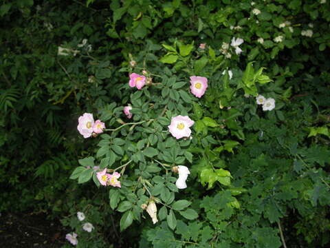 Image of Rosa marginata Wallr.