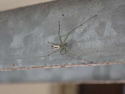 Image of Leucauge blanda (L. Koch 1878)