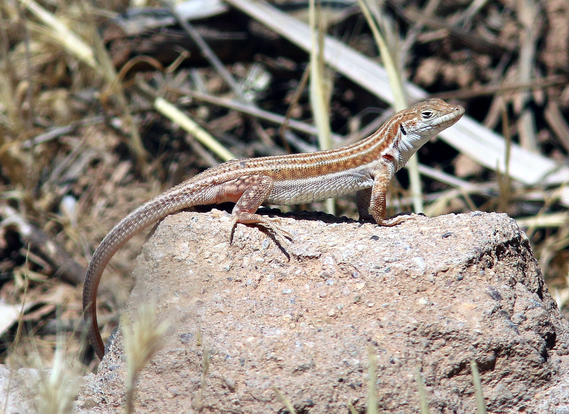 Image of Bosk’s fringe-toed lizard