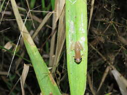 Imagem de Dendropsophus walfordi (Bokermann 1962)