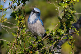 Imagem de Aphelocoma coerulescens (Bosc 1795)