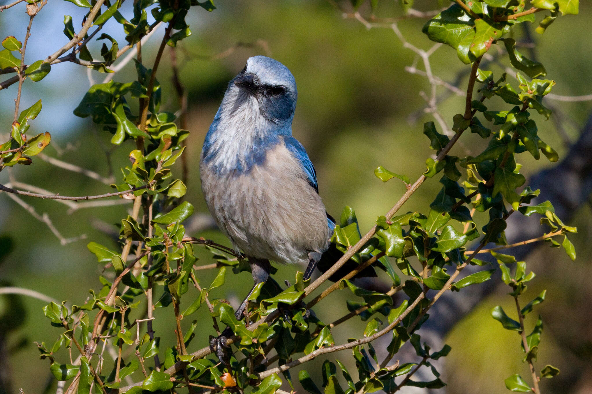 Imagem de Aphelocoma coerulescens (Bosc 1795)