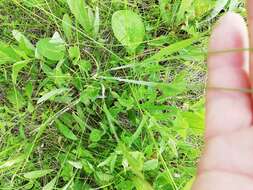 Image of golden oat grass