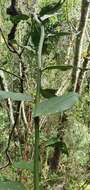 Image de Capparis sepiaria var. citrifolia (Lam.) Tölk.