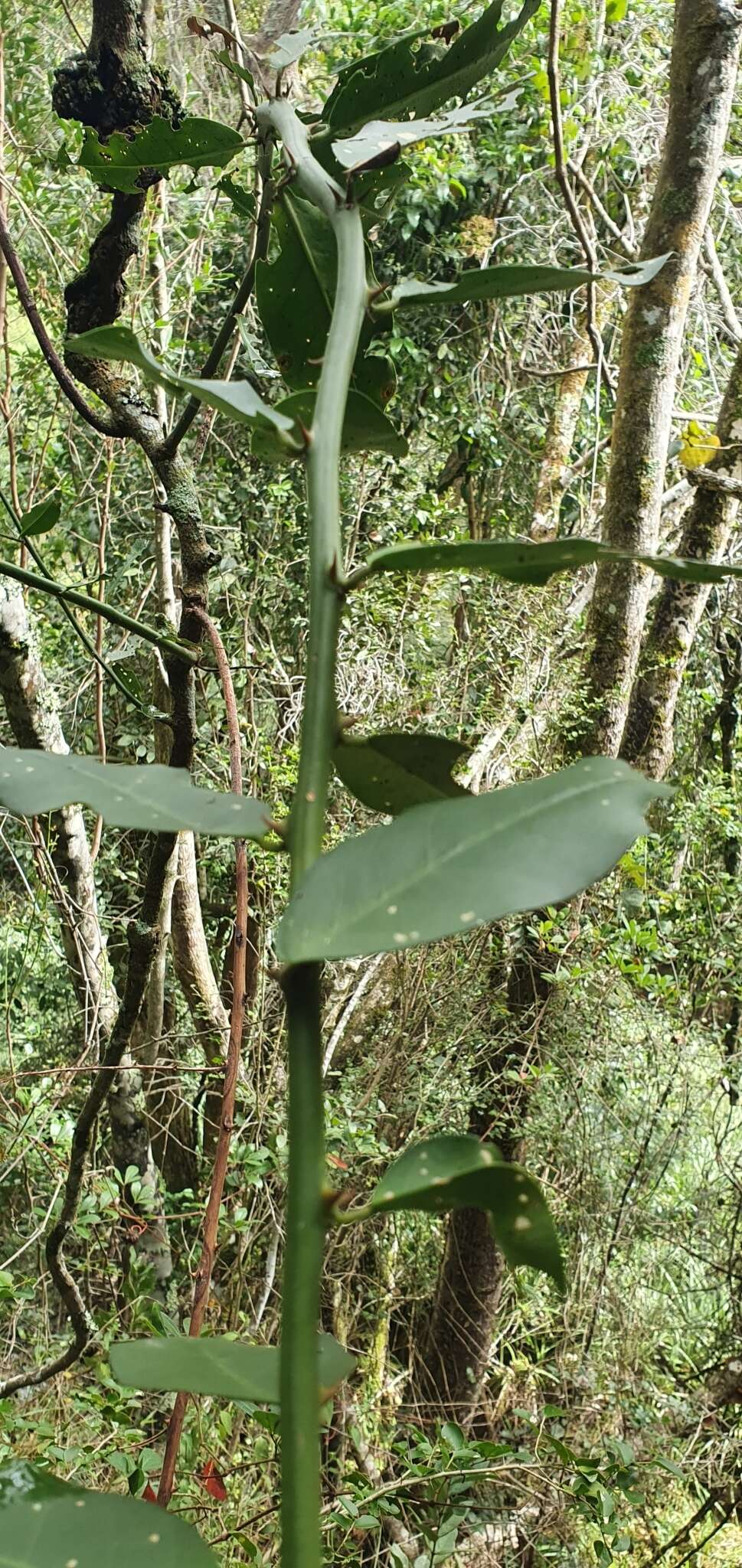 Image de Capparis sepiaria var. citrifolia (Lam.) Tölk.