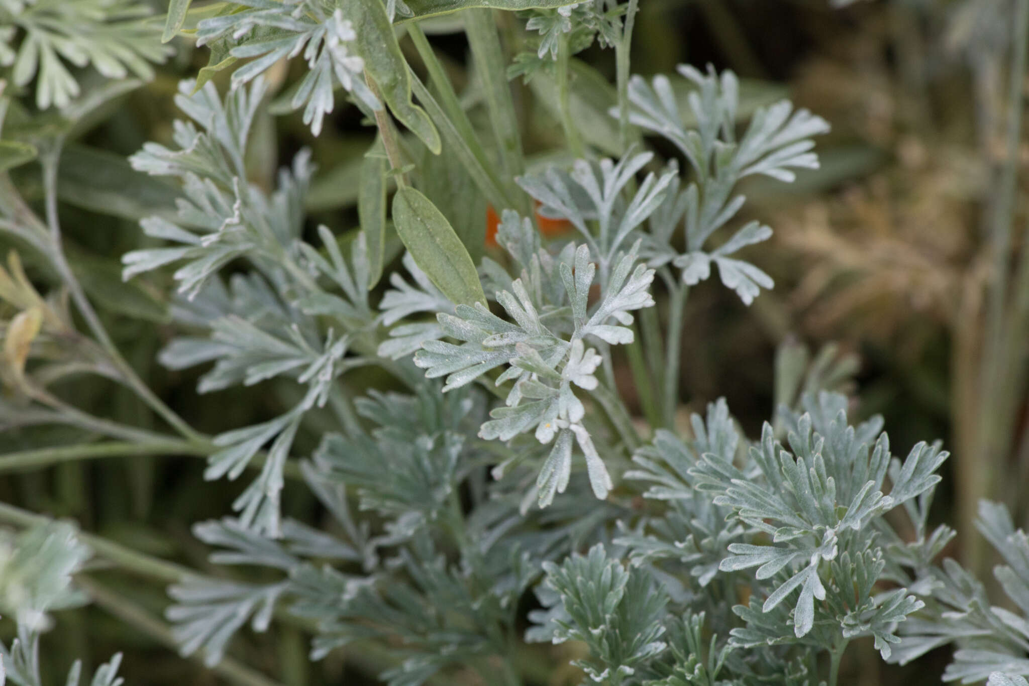 Image of Erysiphe cruciferarum Opiz ex L. Junell 1967