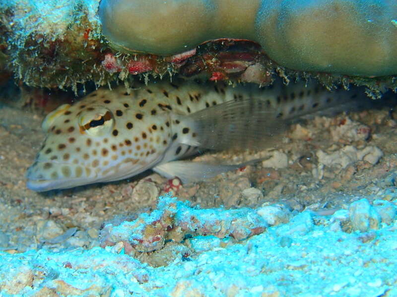 Image of Parapercis pacifica Imamura & Yoshino 2007