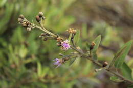 Image of Lepidaploa karstenii (Sch. Bip.) H. Rob.