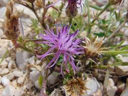 Слика од Centaurea glaberrima Tausch