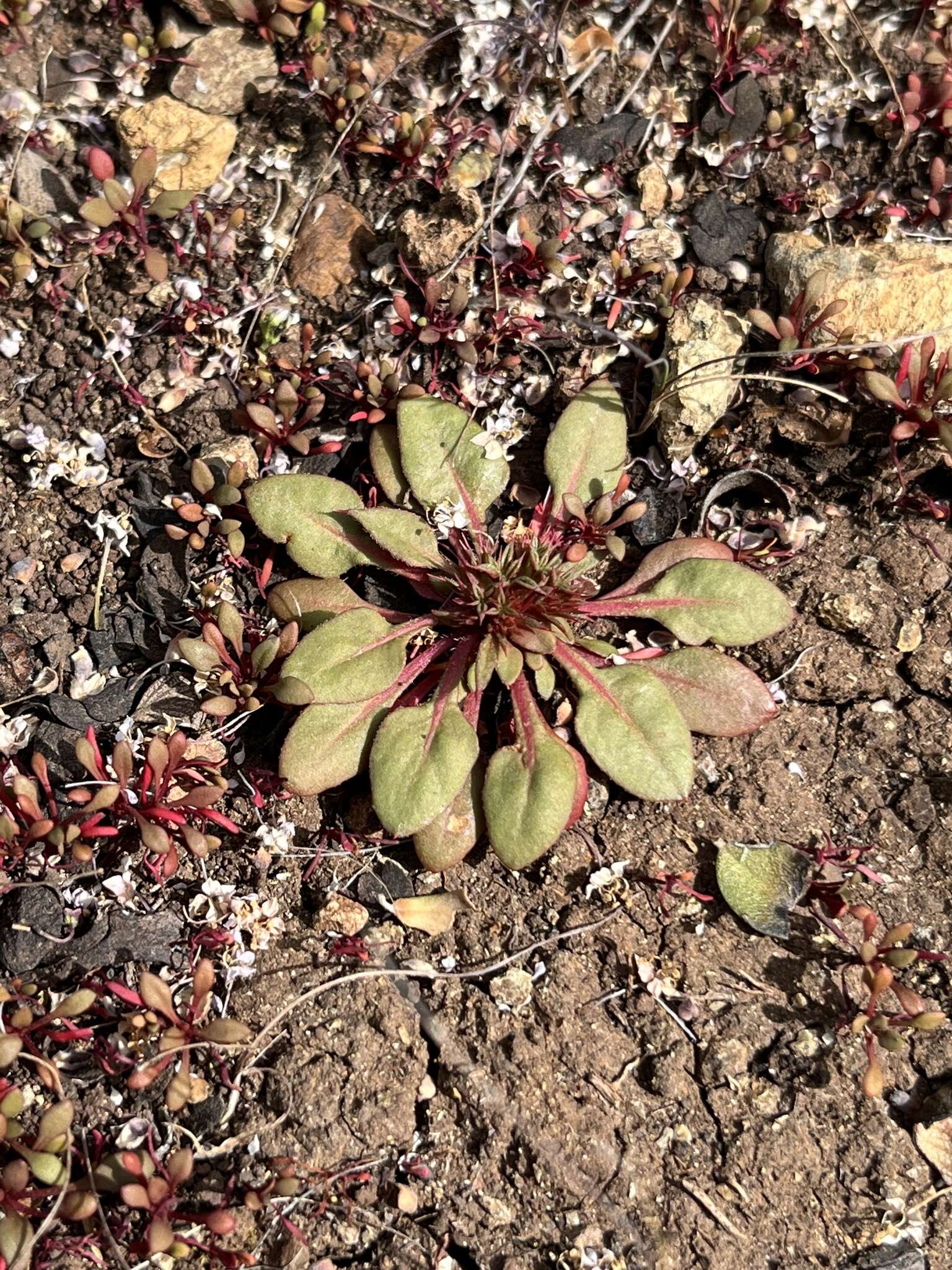 Image of Chorizanthe aphanantha