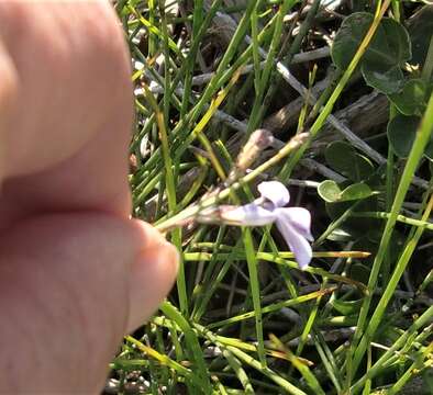 Image of Lobelia capillifolia (C. Presl) A. DC.