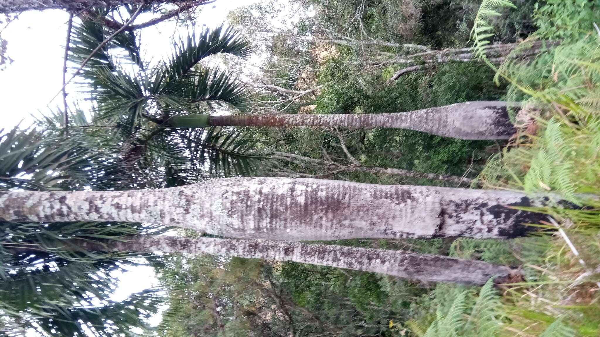 Dypsis decipiens (Becc.) Beentje & J. Dransf. resmi