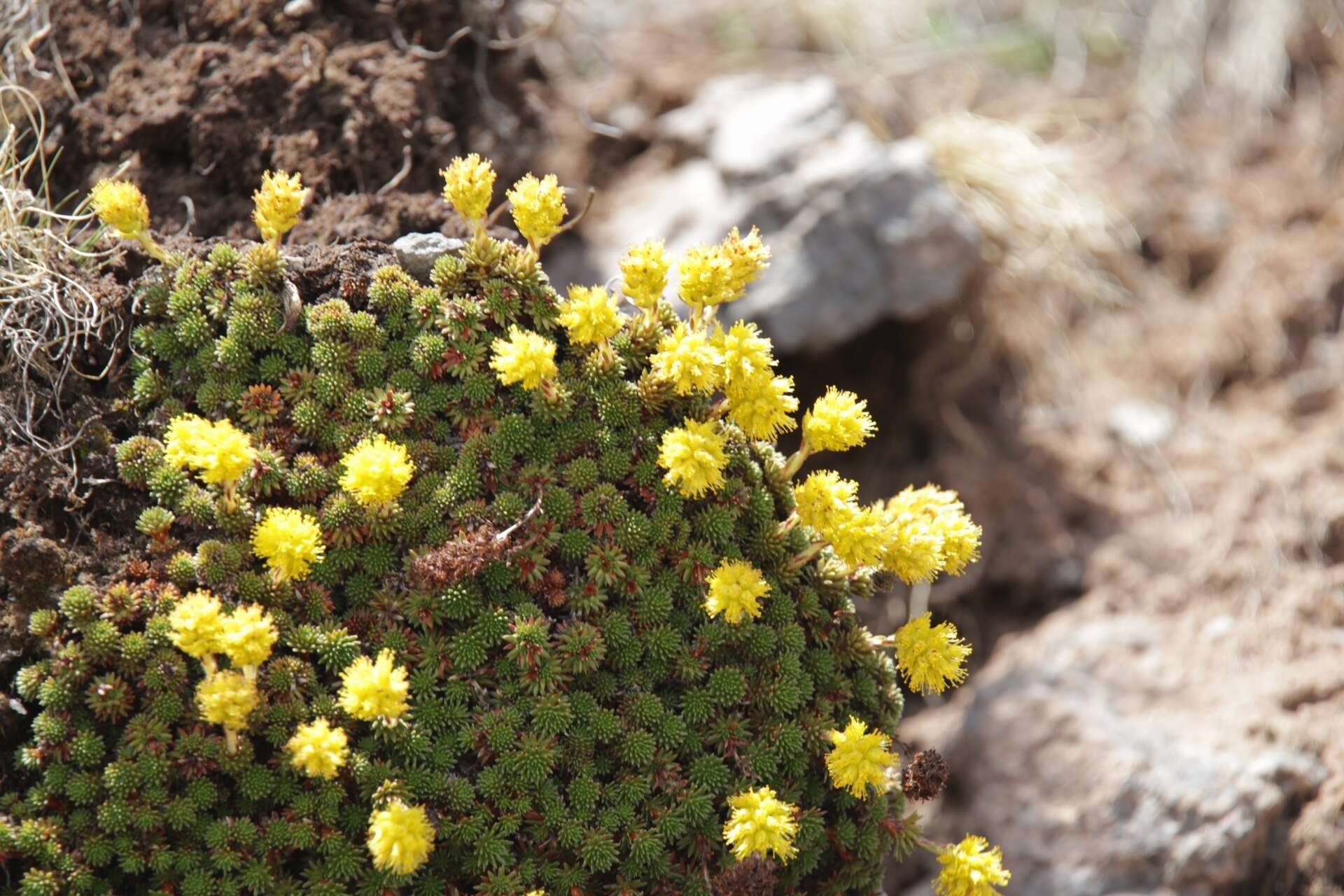 Image of Saxifraga scleropoda Somm. & Levier.