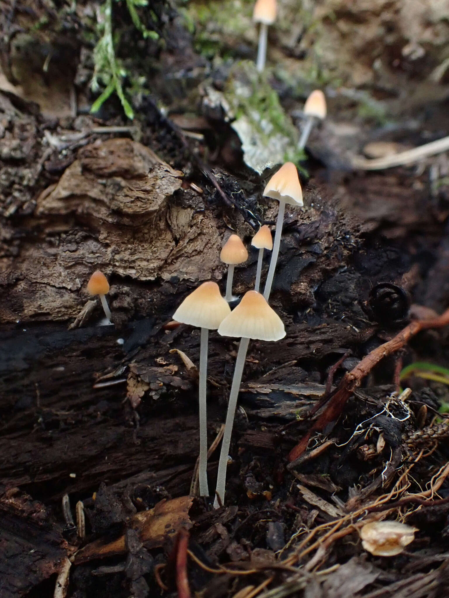 Sivun Atheniella leptophylla (Peck) Gminder & T. Böhning 2016 kuva