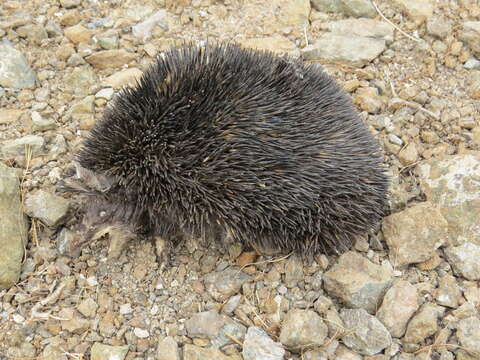 Image of Brandt's Hedgehog