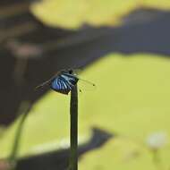 Image of Rhyothemis resplendens Selys 1878