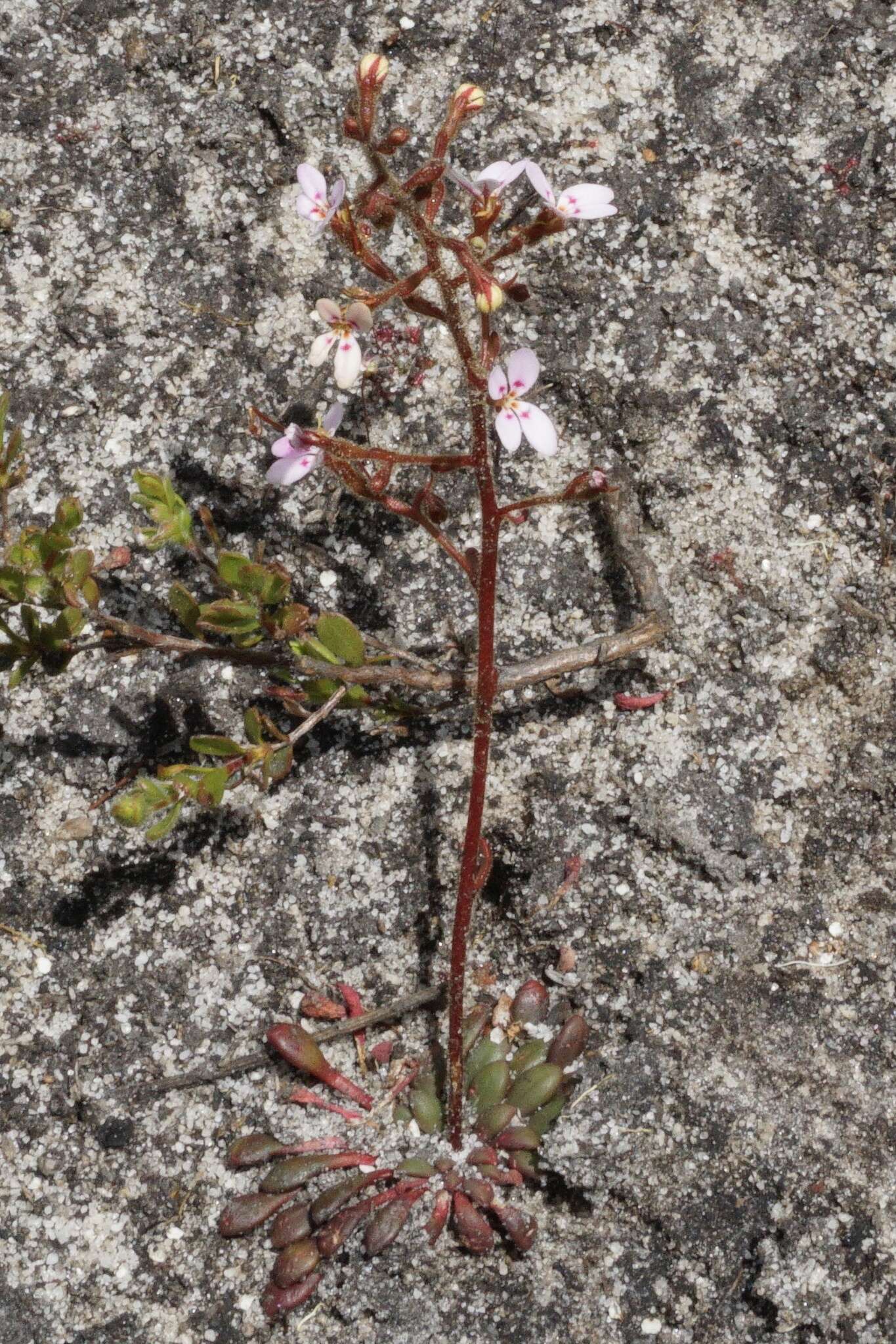 Image of Stylidium assimile R. Br.