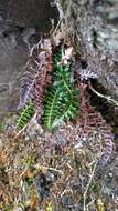 Polystichum acanthophyllum (Franch.) Christ resmi