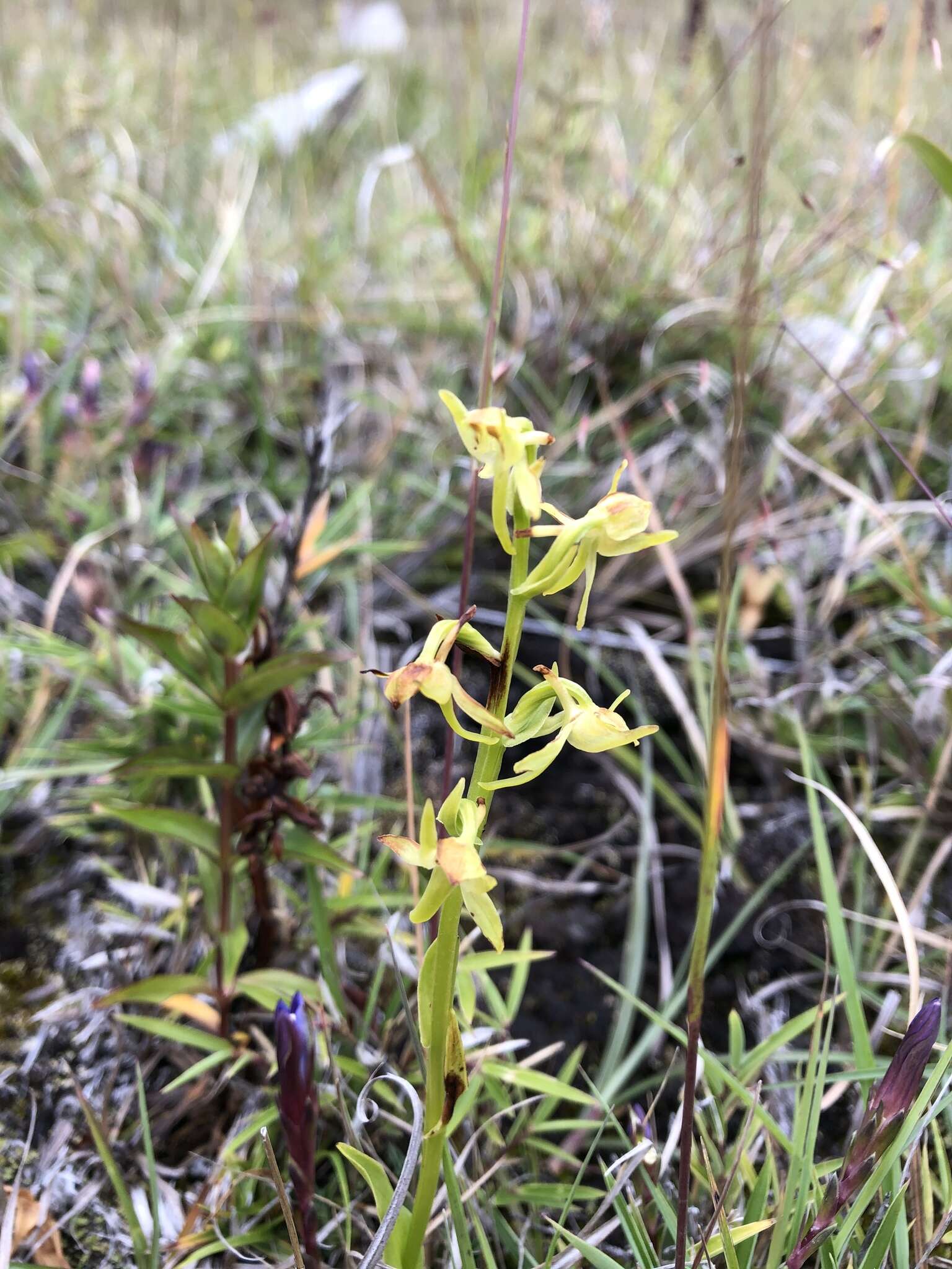 Image of Platanthera pachyglossa Hayata