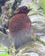 Image of Scale-breasted Woodpecker