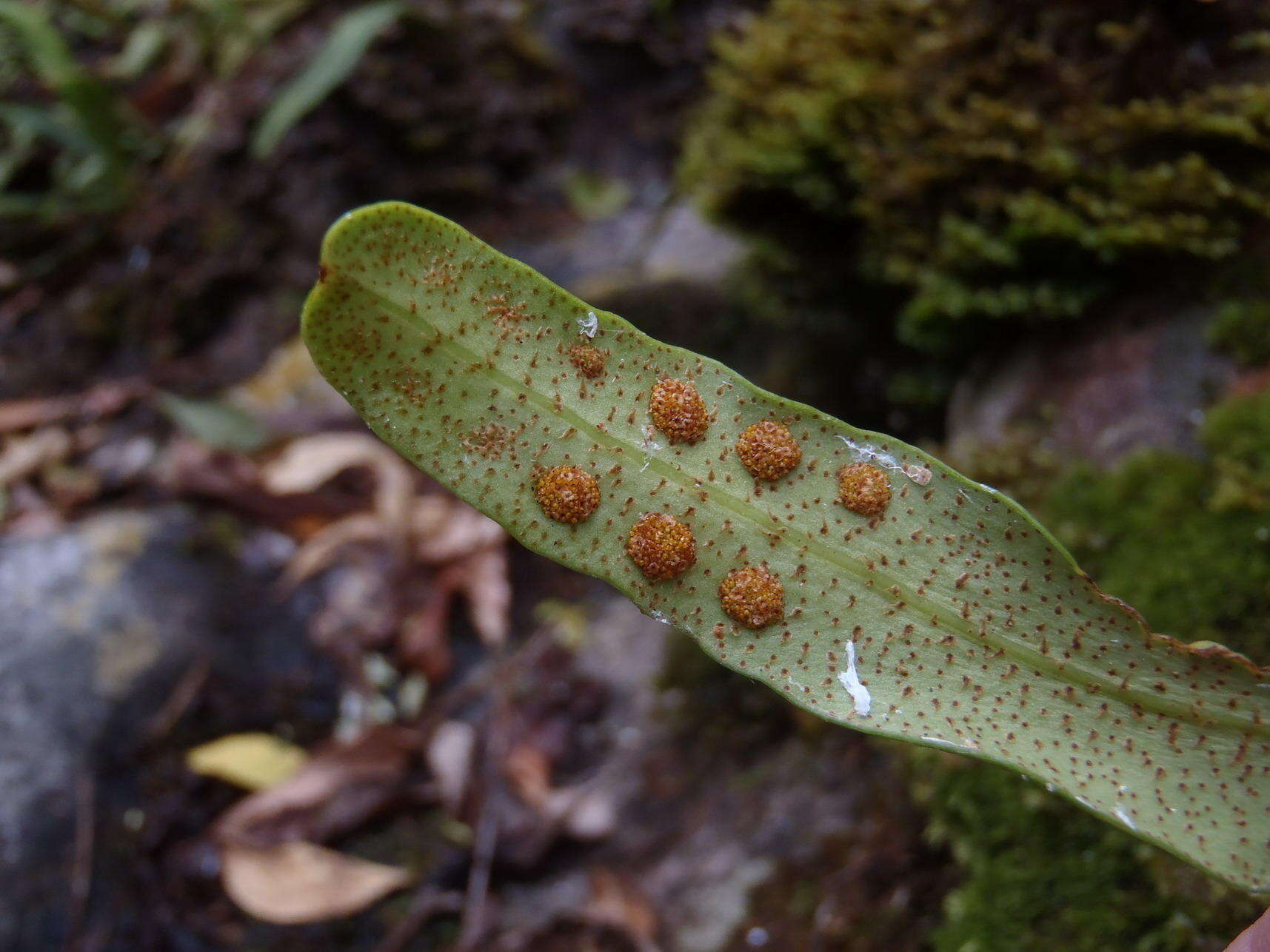 Image of lanceleaf polypody