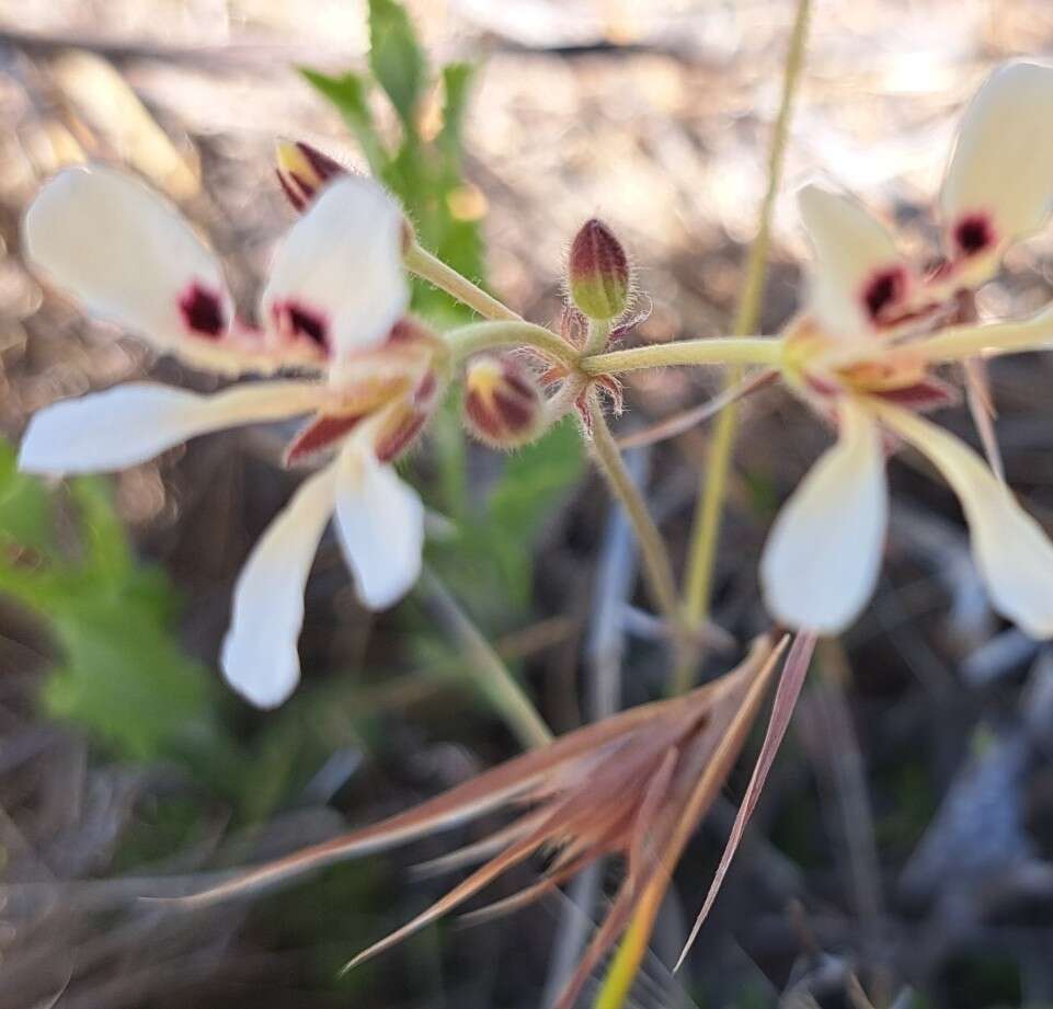 Image of Pelargonium trifoliolatum (Eckl. & Zeyh.) Steud.