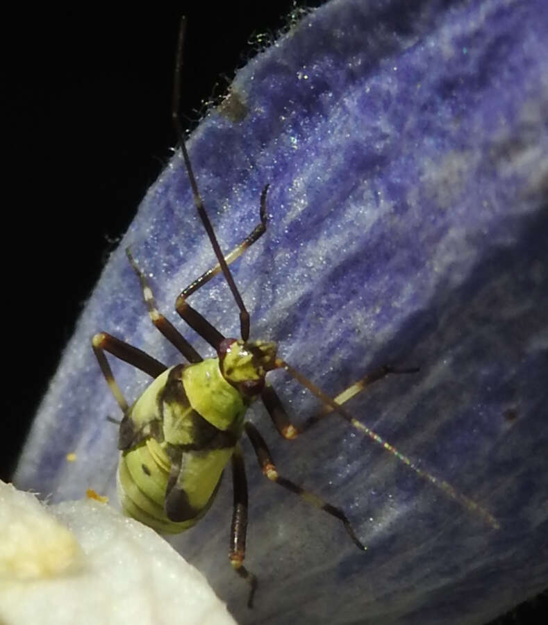 Image de Calocoris alpestris (Meyer-Dur 1843)