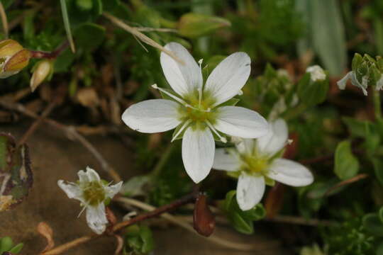 Image of Arenaria ciliata subsp. multicaulis (L.) Arcangeli