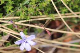 Image of Agrostocrinum hirsutum (Lindl.) Keighery