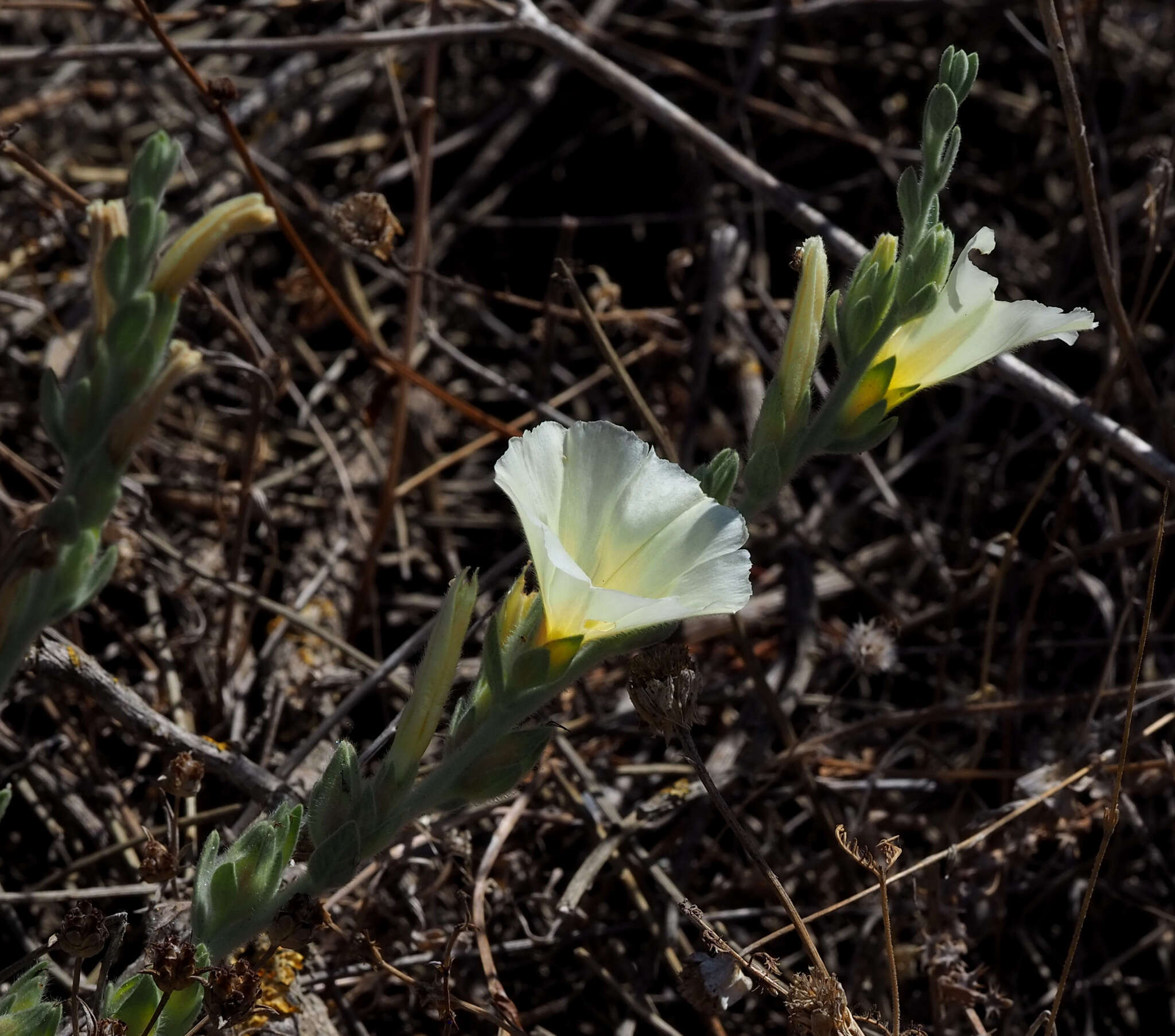 Image de Convolvulus secundus Desr.