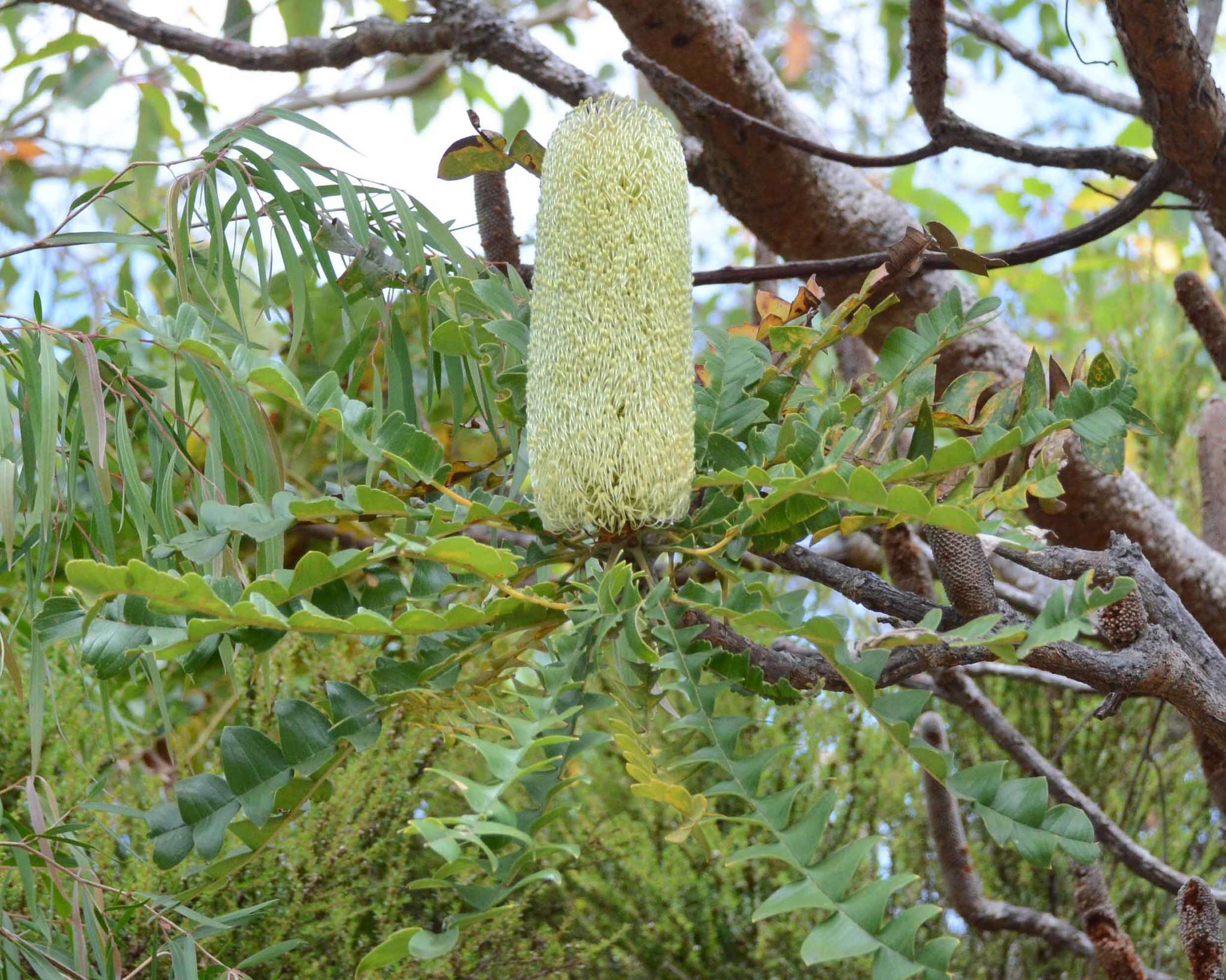 Image de Banksia grandis Willd.